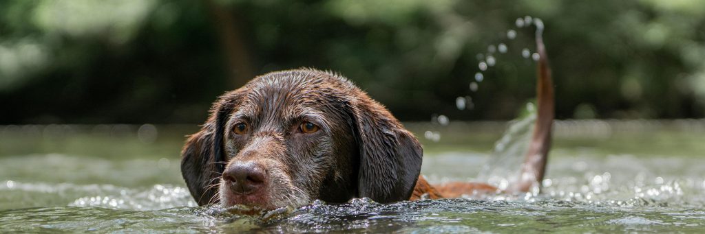 Dog swimming